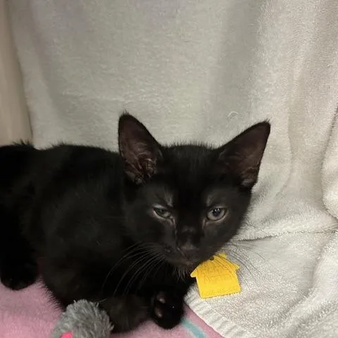 A baby small-sized male Black Domestic Short Hair cat named Gwug for adoption in Springfield, MA