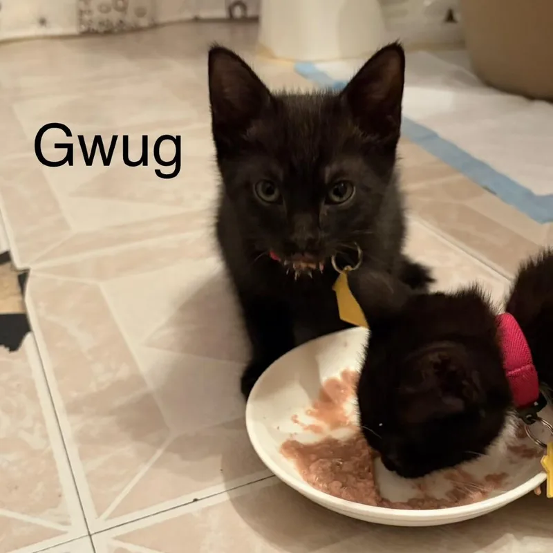 Gwug thumbnail 3