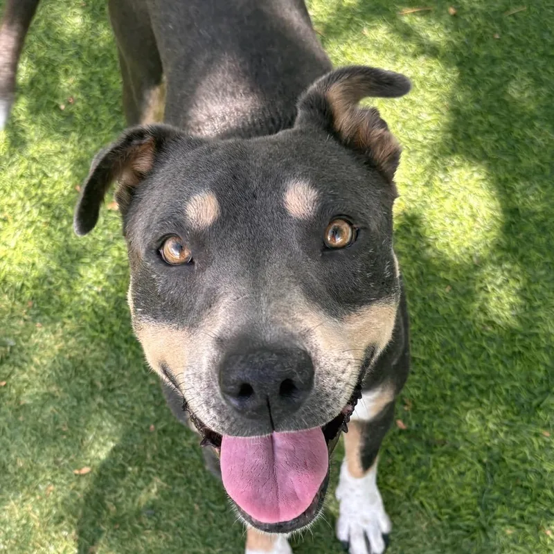 An adult medium-sized male Gray / Blue / Silver Pit Bull Terrier dog named Archie for adoption in Henderson, NV
