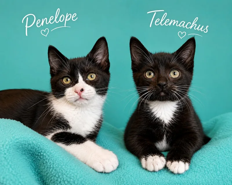 Penelope & Telemachusready For thumbnail 3