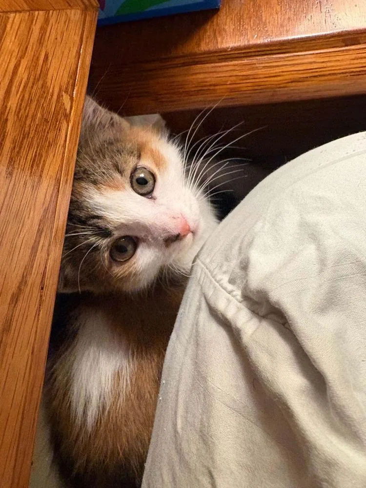 Brittany thumbnail 2