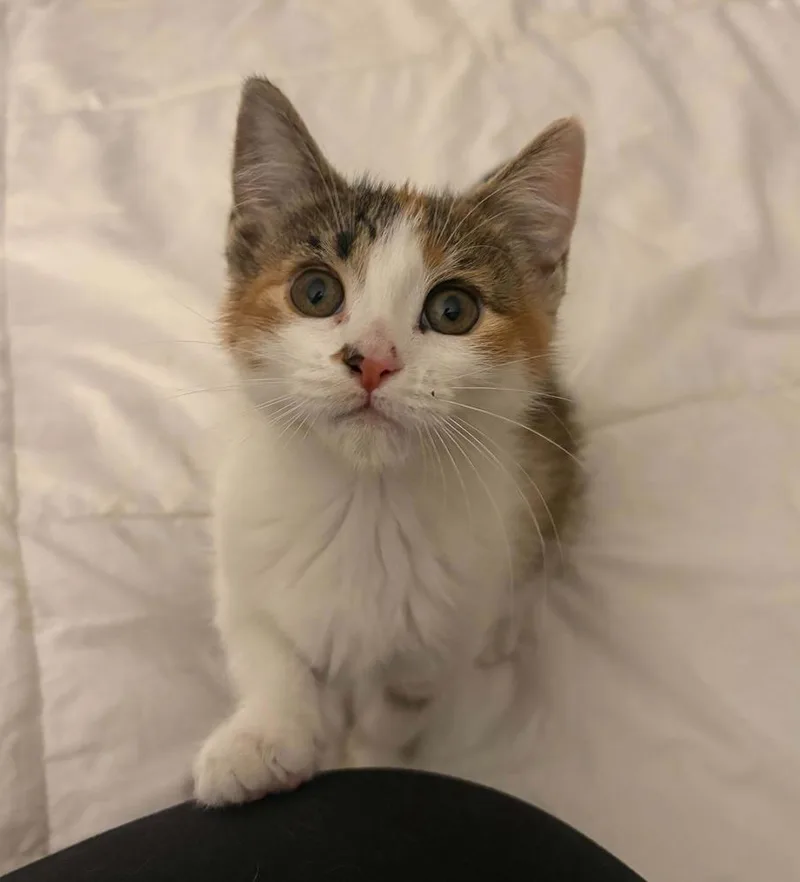 Brittany thumbnail 3