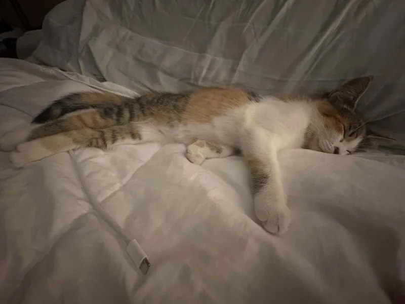 Brittany thumbnail 4