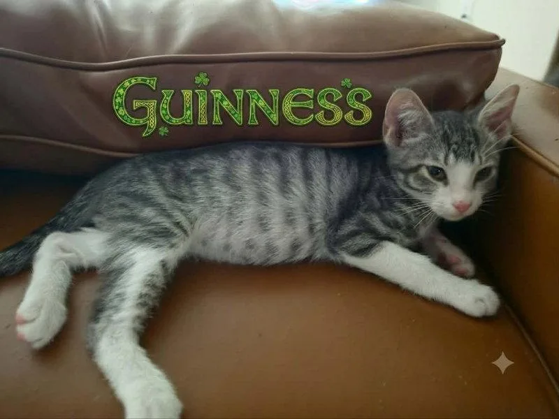 A baby medium-sized male Domestic Short Hair cat named Guinness for adoption in Pineville, LA
