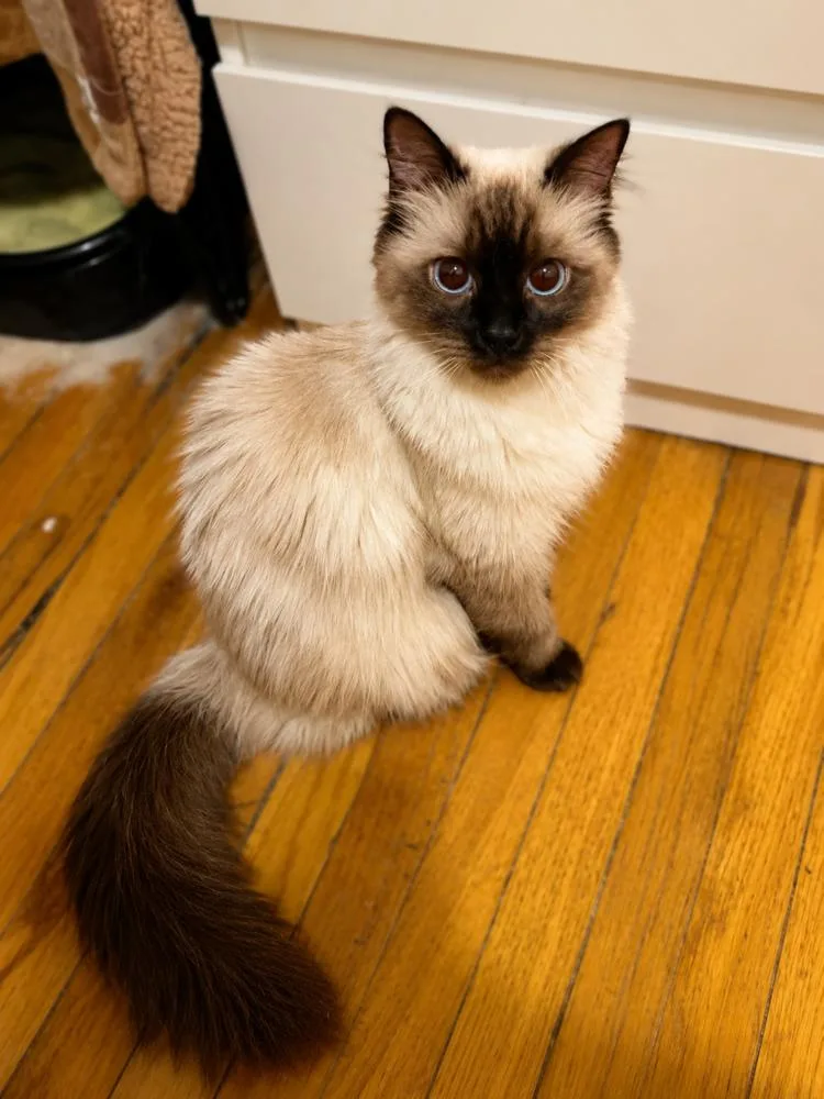 A baby small-sized female Siamese cat named Blue for adoption in Chicago, IL