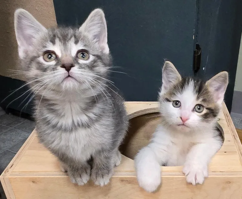 A baby medium-sized male Domestic Short Hair cat named Jollyno Longer Accepting Applications for adoption in Minneapolis, MN