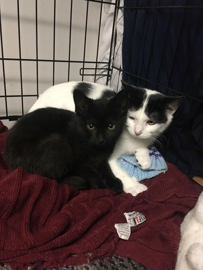 A young medium-sized female Black & White / Tuxedo Domestic Short Hair cat named Alexis Bonded With Jackie for adoption in Macedonia, OH