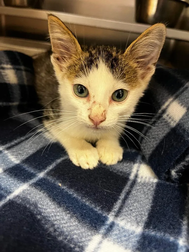 A baby large-sized male Tabby cat named Luno for adoption in Nacogdoches, TX