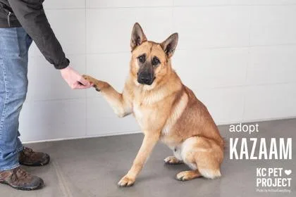 An adult large-sized male Yellow / Tan / Blond / Fawn German Shepherd Dog dog named Kazaam for adoption in Kansas City, MO