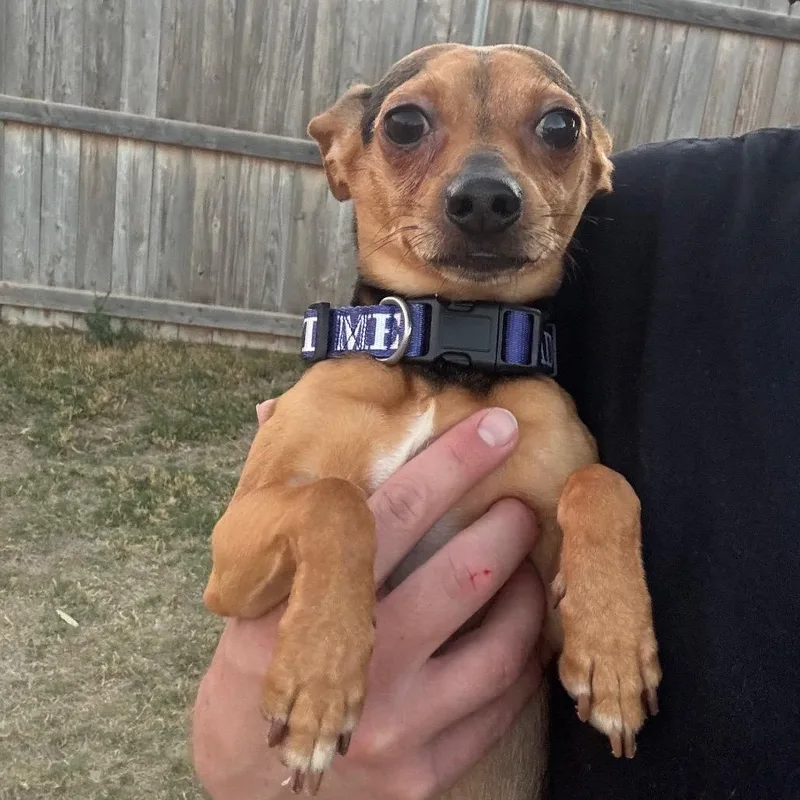 An adult small-sized male Brown / Chocolate Chihuahua dog named Fwt Bruiser for adoption in Midland, TX