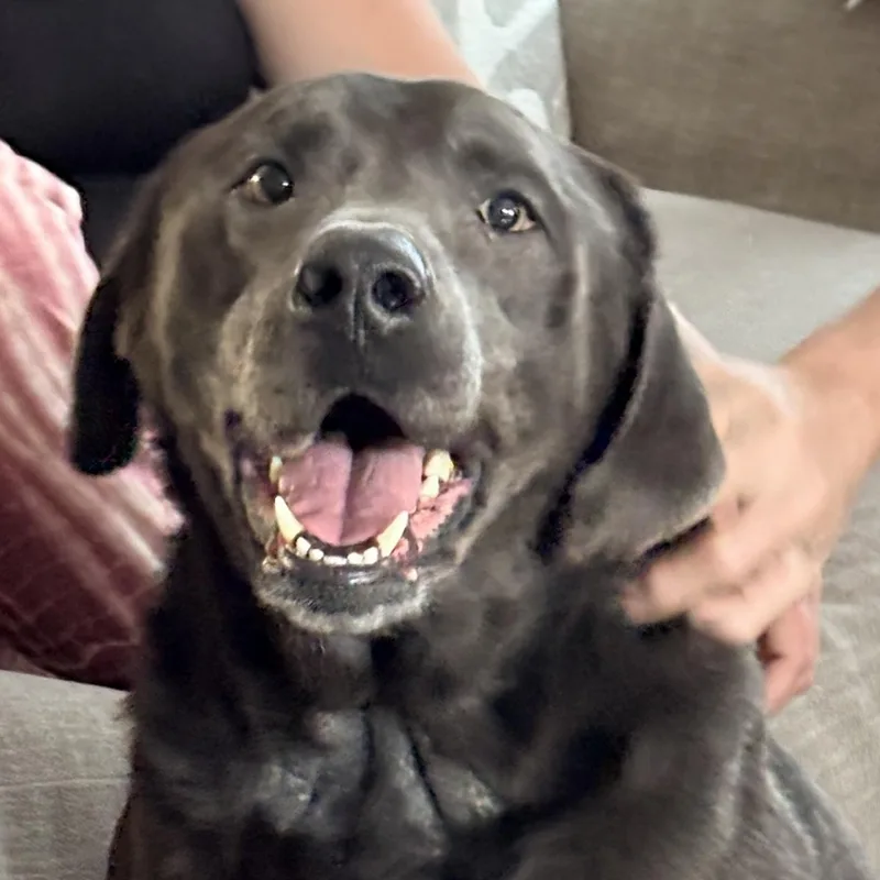 An adult large-sized male Gray / Blue / Silver Labrador Retriever dog named Thunder for adoption in Warrington, PA