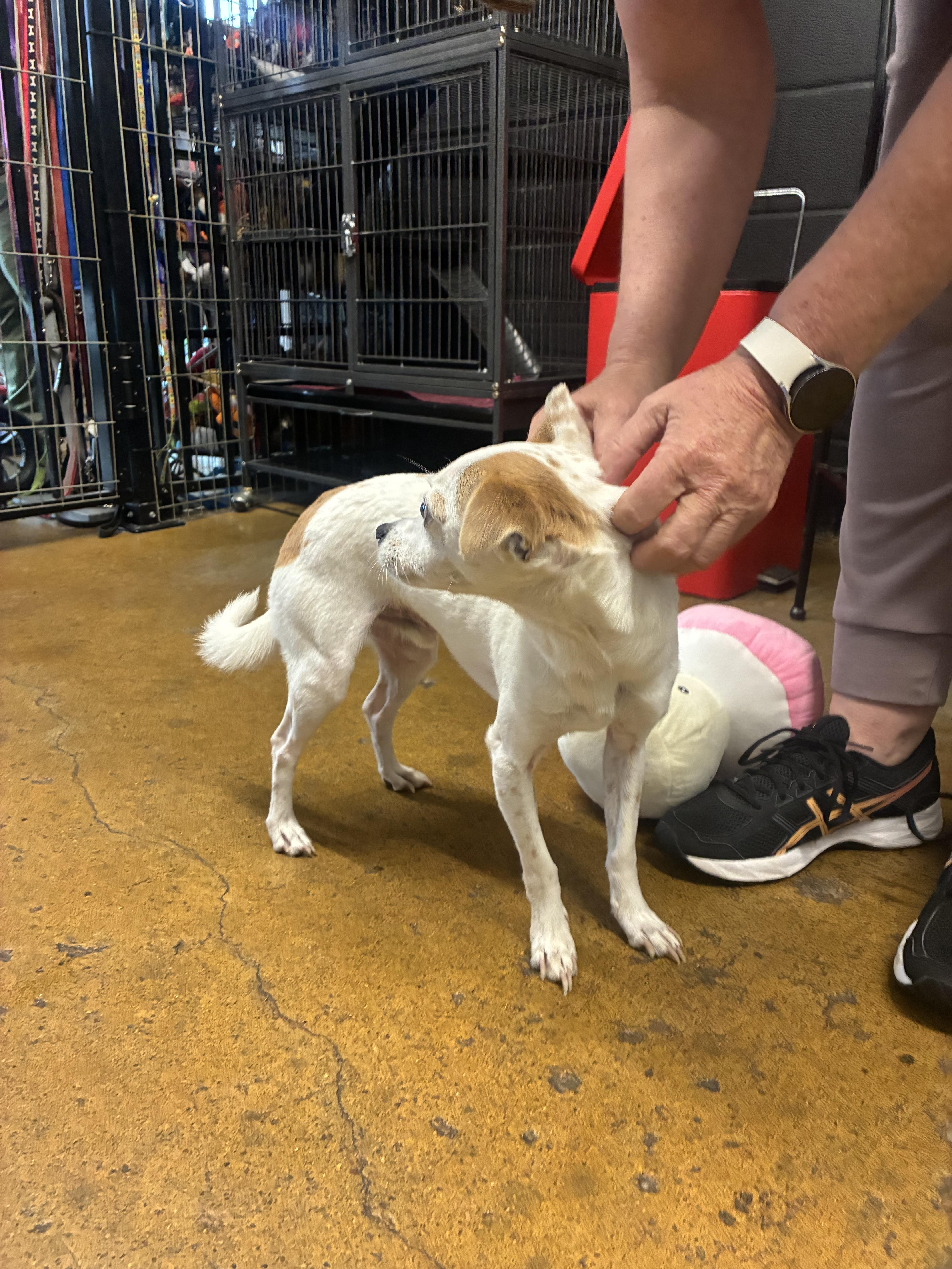 An adult small-sized male White / Cream Chihuahua dog named Paco for adoption in Cincinnati, OH