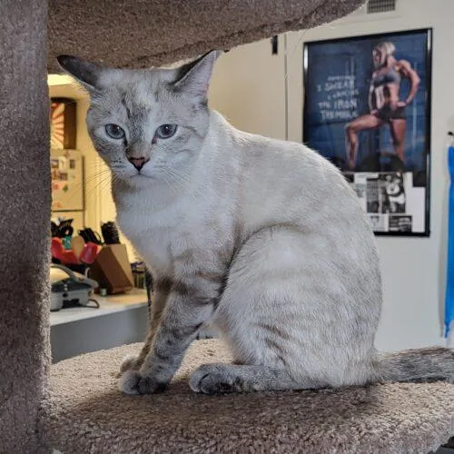 A baby medium-sized female Domestic Short Hair cat named Angel for adoption in Gilbert, AZ