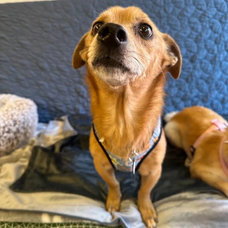 A senior small-sized male Brown / Chocolate Terrier dog named Far Out for adoption in San Francisco, CA