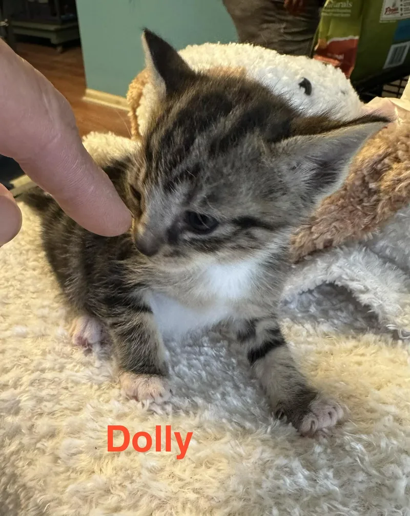 Dolly