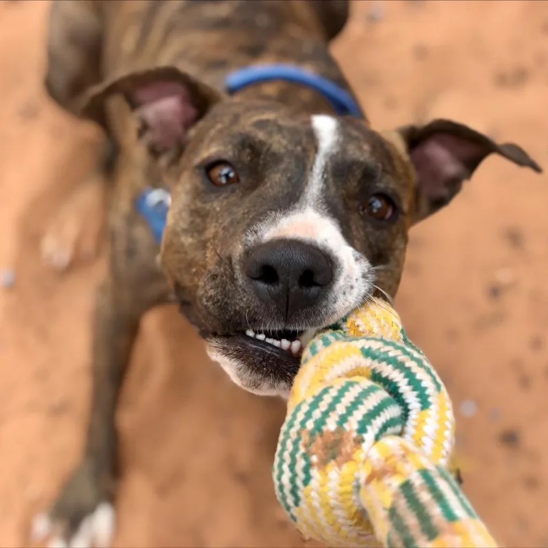An adult medium-sized female Brindle Boxer dog named Brahms for adoption in Branford, CT