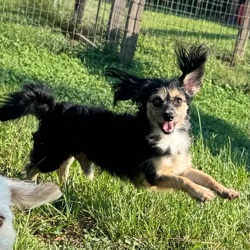 A young small-sized male Black Yorkshire Terrier dog named Axion for adoption in Houston, TX