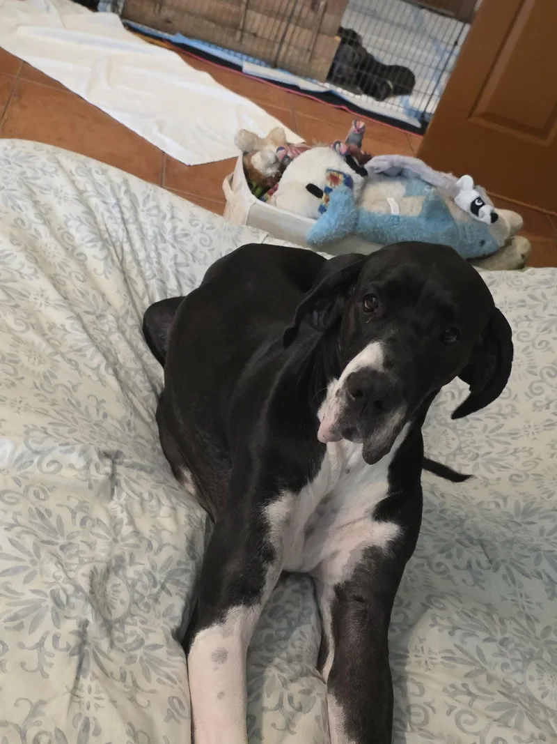 A young extra large-sized female Great Dane dog named Daisy for adoption in Jupiter, FL