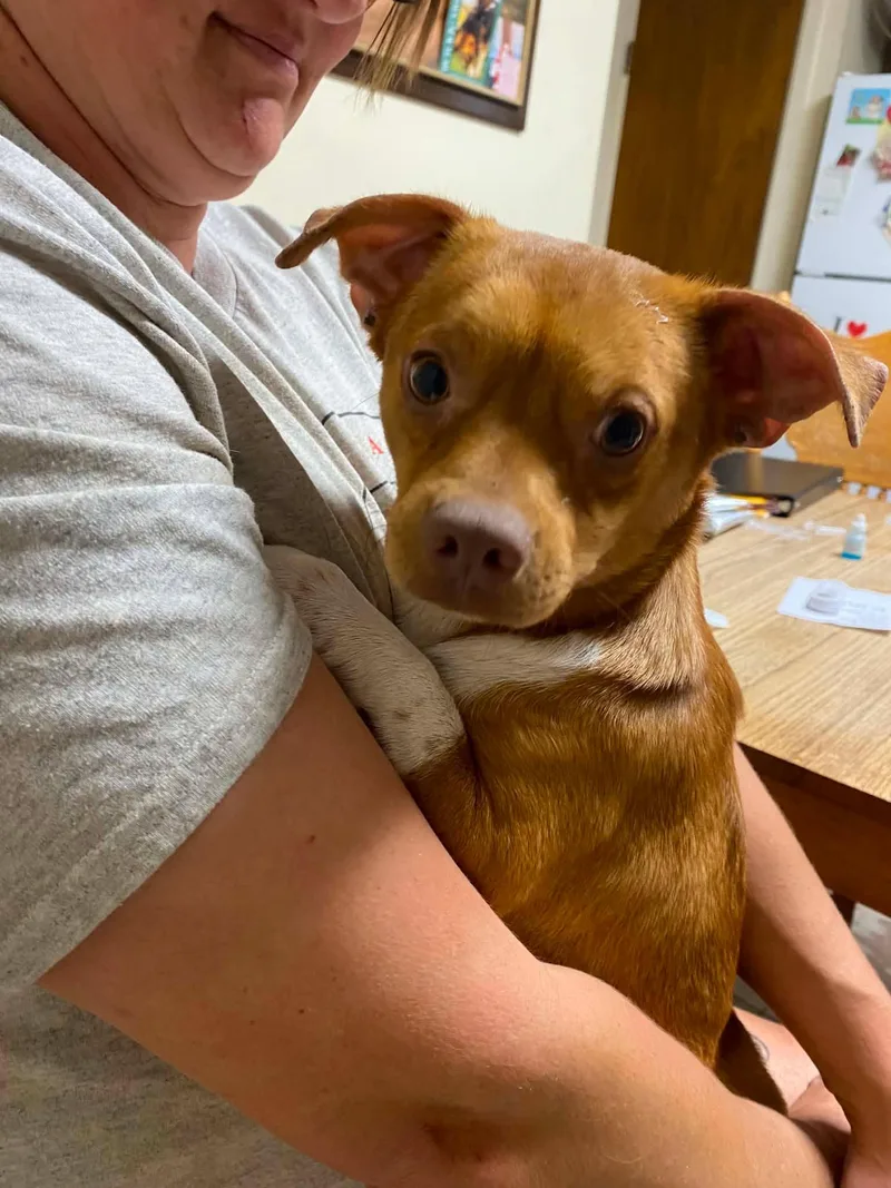 A young small-sized male Golden Chihuahua dog named Relish for adoption in Uxbridge, MA