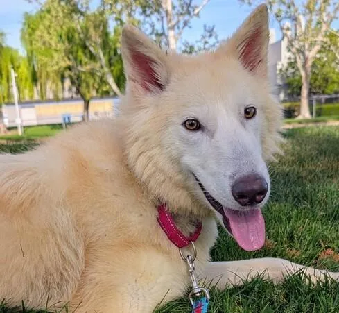 An adult large-sized male Siberian Husky dog named Kai for adoption in Martinez, CA
