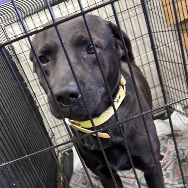 An adult large-sized male Black Labrador Retriever dog named Troop  U for adoption in Tupelo, MS