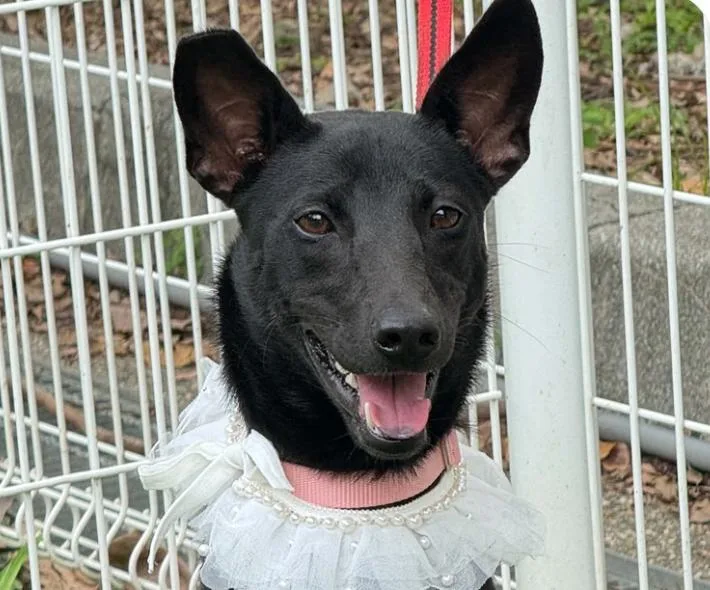 An adult medium-sized female Mountain Dog dog named Karina for adoption in San Ramon, CA