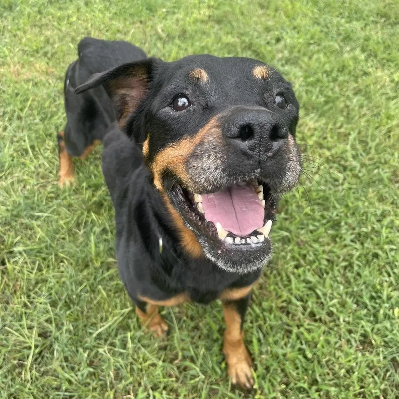 Amaya Papaya