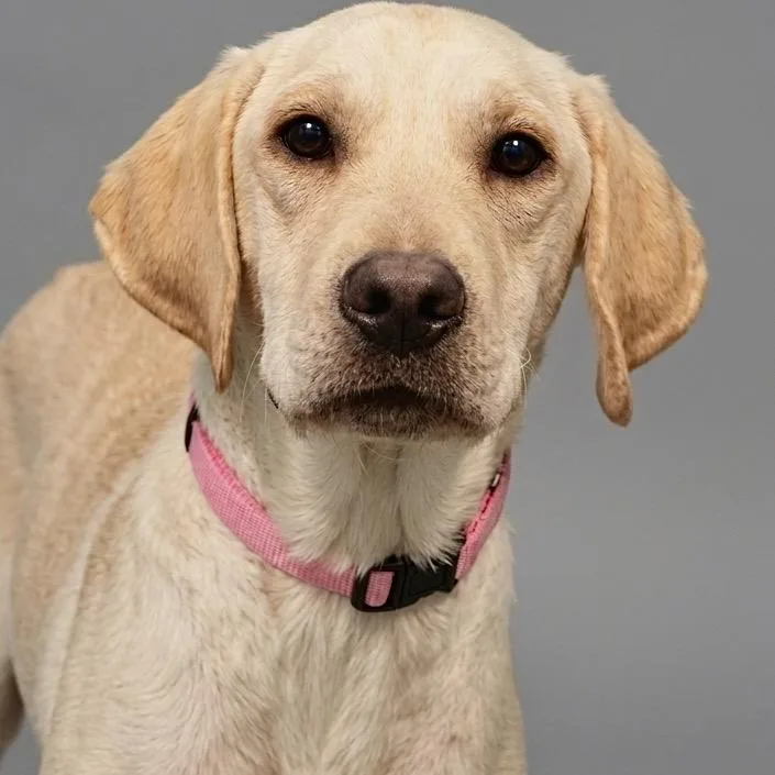 A young medium-sized female Yellow / Tan / Blond / Fawn Labrador Retriever dog named Ashley for adoption in Matteson, IL