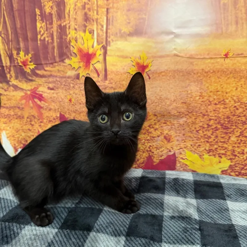 A baby small-sized male Black Domestic Short Hair cat named Bram Stoker for adoption in Newberg, OR
