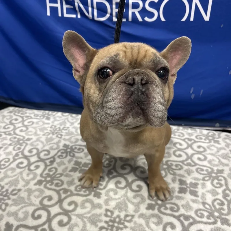 A senior small-sized male Brown / Chocolate French Bulldog dog named Haccstray for adoption in Henderson, NV