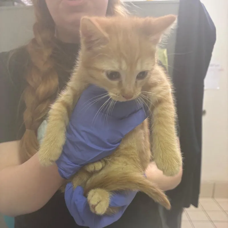 A baby small-sized female Orange / Red Domestic Short Hair cat named Orange for adoption in Charleston, WV