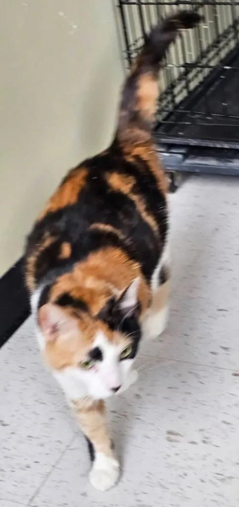 A young medium-sized female Domestic Short Hair cat named Gypsy for adoption in Muskegon, MI