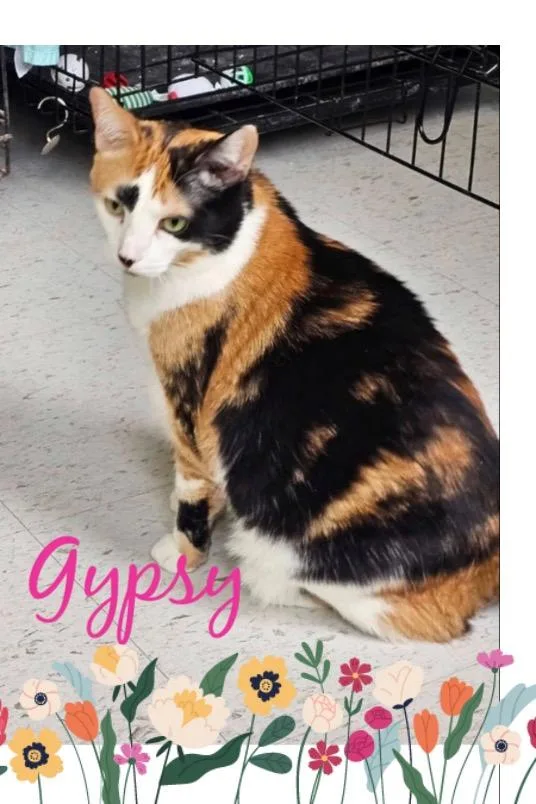 Gypsy thumbnail 3