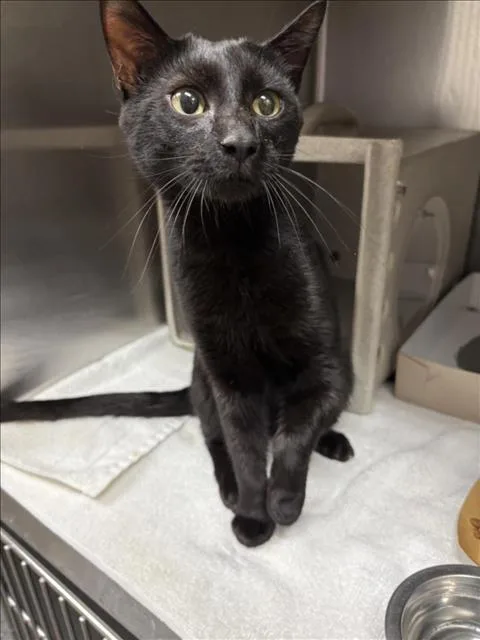 An adult small-sized male Domestic Short Hair cat named Aladdin for adoption in Salisbury, NC