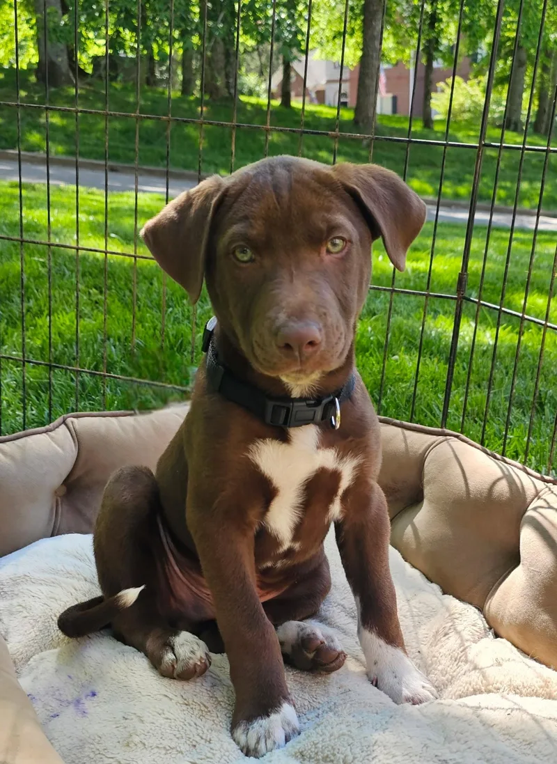 A baby large-sized male Labrador Retriever dog named Puppy Rocky Balboa for adoption in Franklin, TN