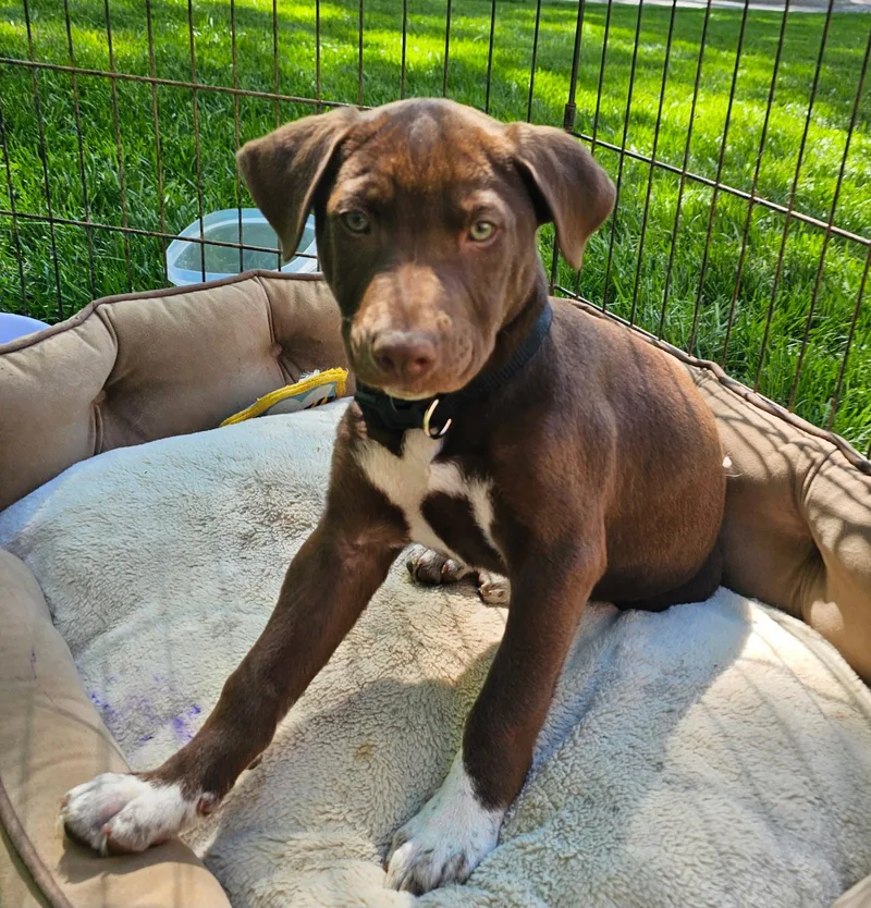 Puppy Rocky Balboa thumbnail 2