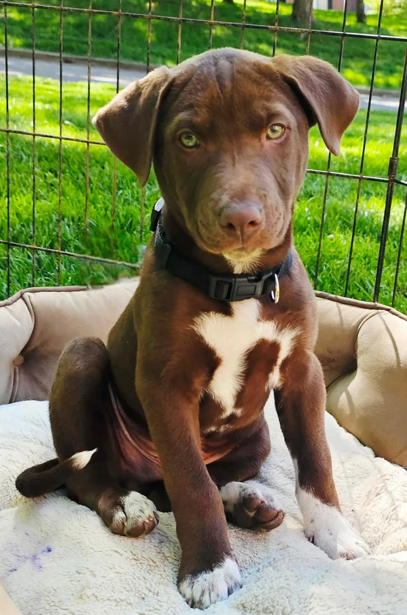 Puppy Rocky Balboa thumbnail 3