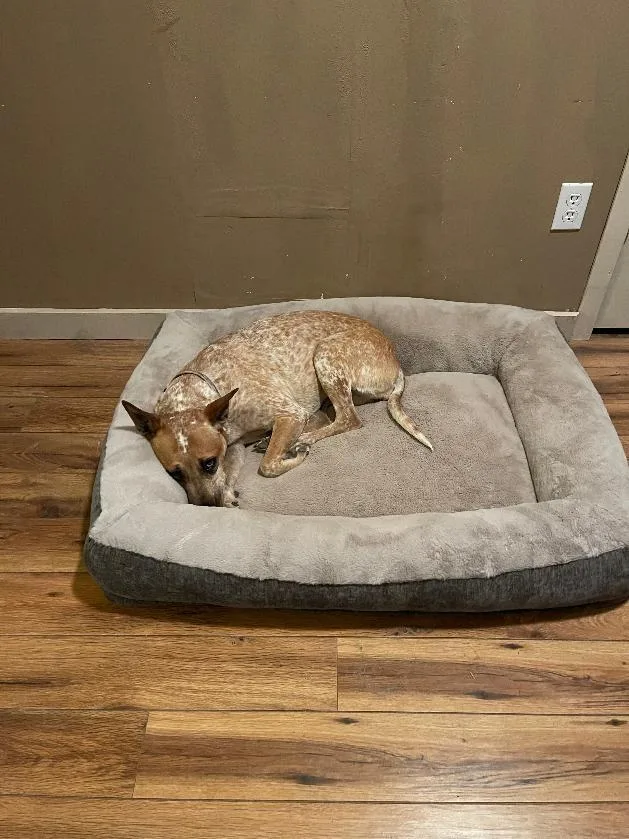 An adult medium-sized female Australian Cattle Dog / Blue Heeler dog named Rosie for adoption in Junction, TX