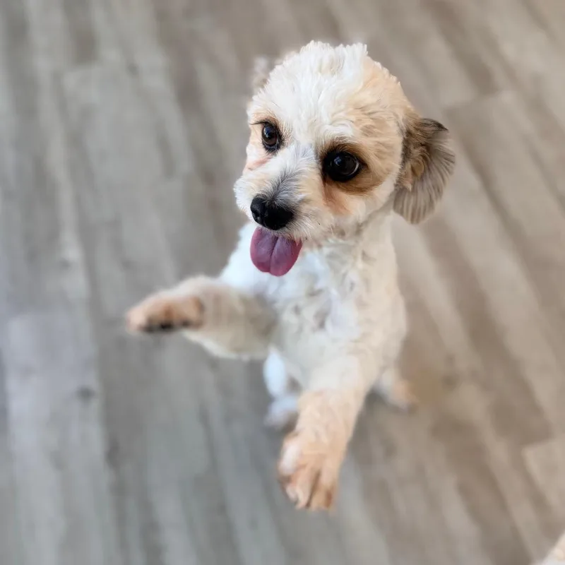 Mitzi thumbnail 3