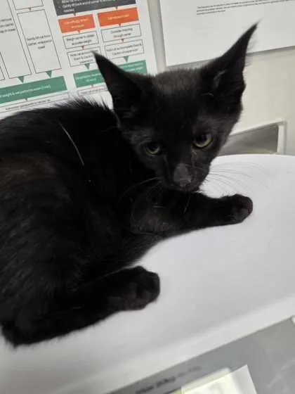 A baby small-sized female Domestic Short Hair cat named Pawn for adoption in Sevierville, TN