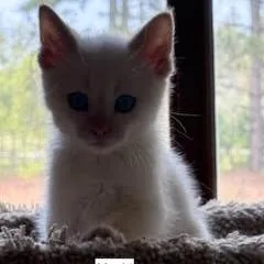 Mochi C