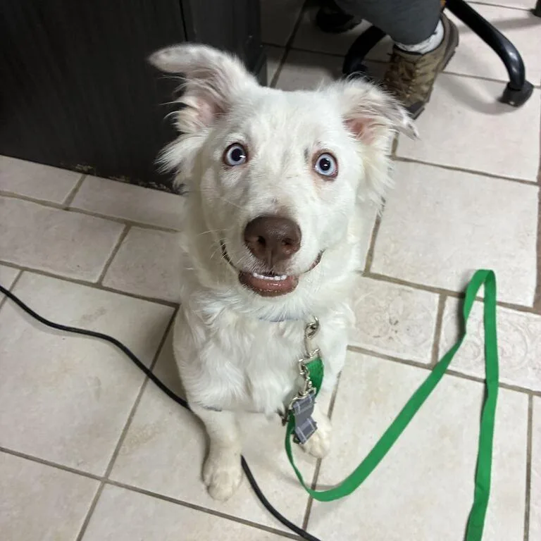 A young medium-sized male Australian Shepherd dog named ArloGus for adoption in Johnson City, TN