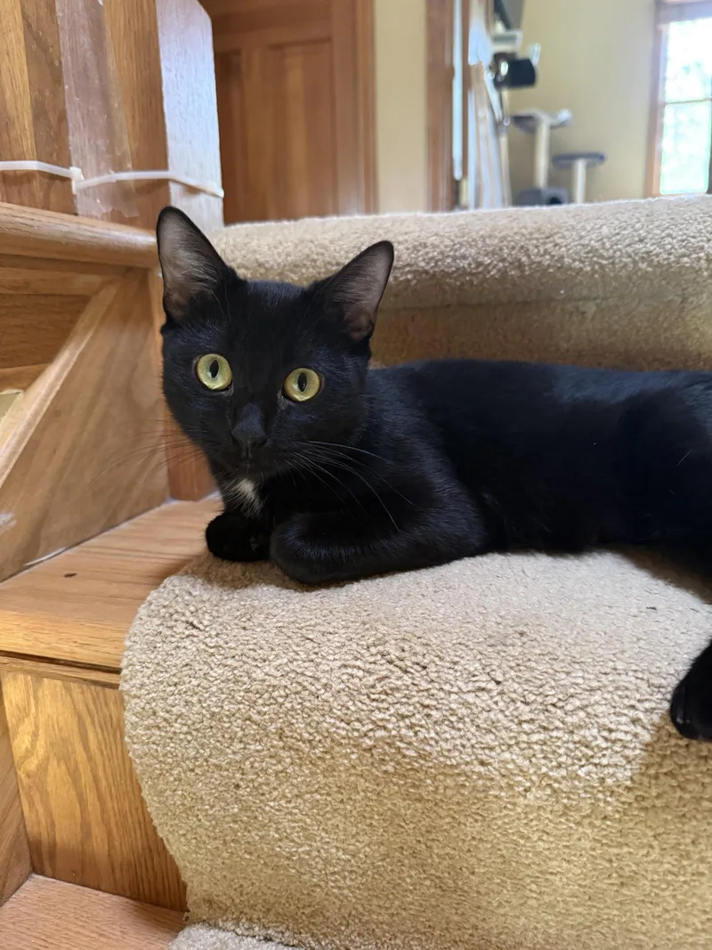 An adult medium-sized female Black Domestic Short Hair cat named Danielle for adoption in Wheaton, IL