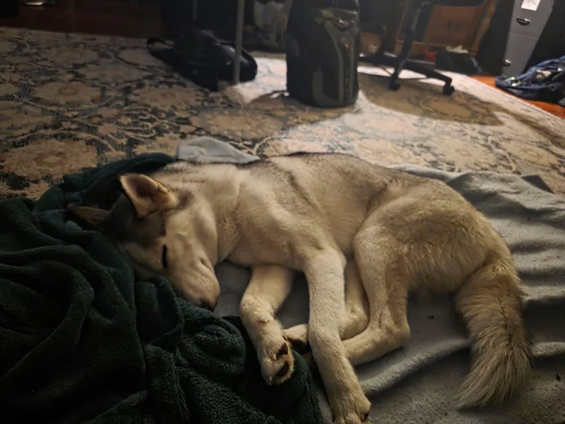 A young medium-sized male Gray / Blue / Silver Siberian Husky dog named Loki for adoption in Spring City, PA