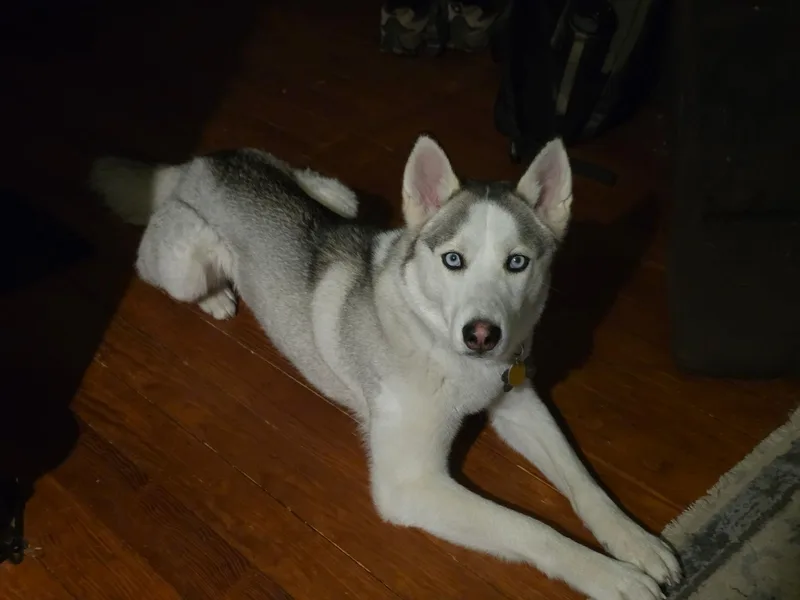 Loki thumbnail 4