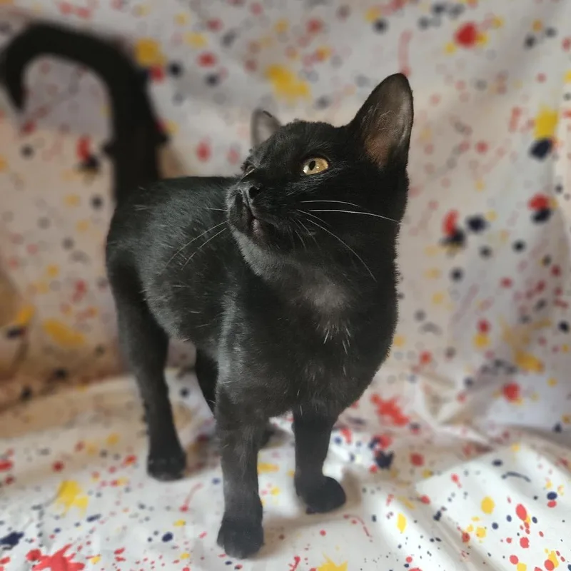 A baby small-sized female Black Domestic Short Hair cat named Roomba Yaps for adoption in Eaton Rapids, MI