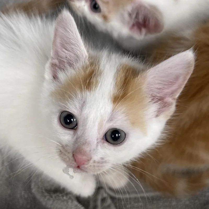 A baby small-sized female White Domestic Short Hair cat named Neve for adoption in Evansville, IN