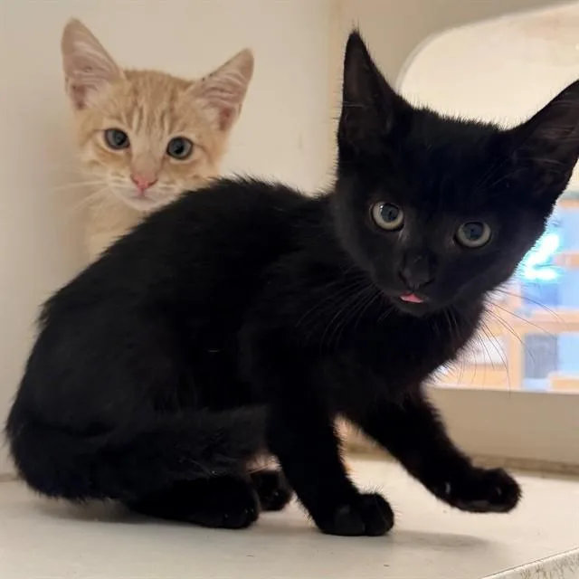 A baby small-sized female Domestic Short Hair cat named Nova for adoption in Riverside, CA