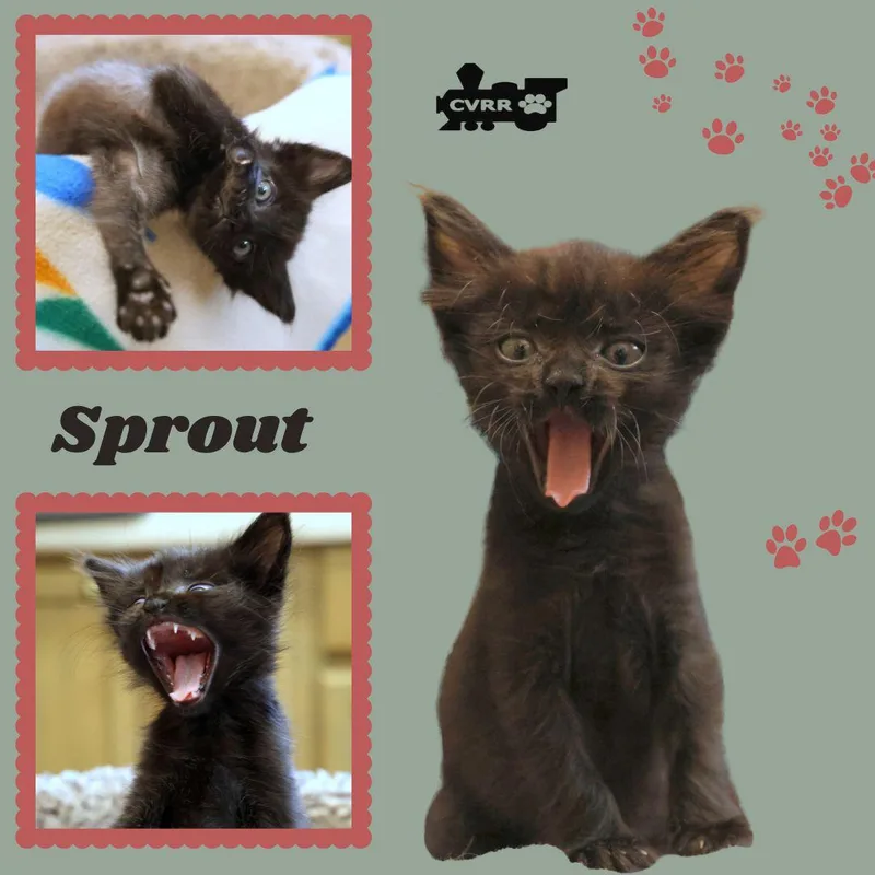 A baby small-sized female Domestic Short Hair cat named Sprout for adoption in LINDSAY, CA