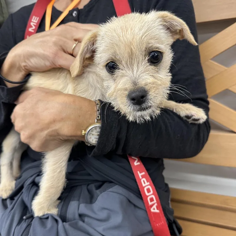 A baby small-sized female Yellow / Tan / Blond / Fawn Chihuahua dog named Pixie for adoption in Point Richmond, CA